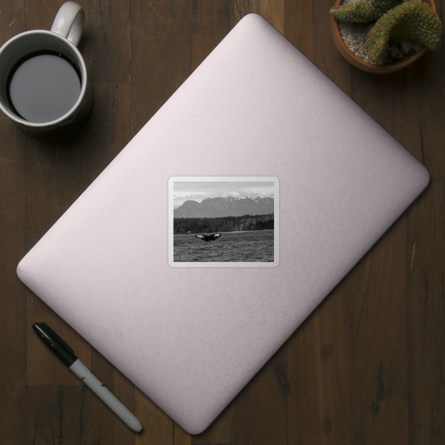 A Humpback Whale Dives Off the Shores of British Columbia by jbbarnes